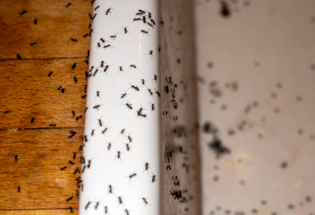 Best Pest Control for Businesses  in Swainsboro, GA