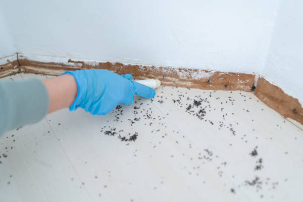 Best Bed Bug Extermination  in Swainsboro, GA